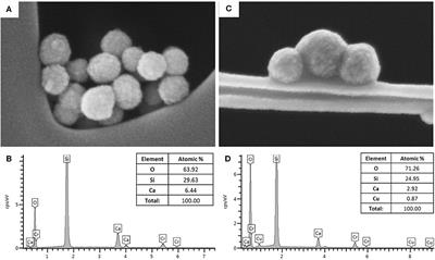 Multifunctional Copper-Containing Mesoporous Glass Nanoparticles as Antibacterial and Proangiogenic Agents for Chronic Wounds